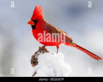 Cardinale del Nord nella neve, Marana, Arizona Foto Stock