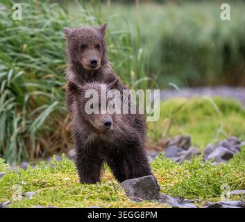 Orsi bruni, Katmai National Park, Alaska. Foto Stock
