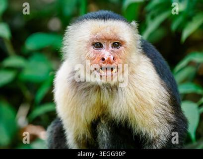 Scimmia cappuccina dalla faccia bianca, penisola osa, Costa Rica. Foto Stock