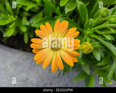 Una vista ravvicinata di un vibrante fiore di margherita africana arancione (Osteospermum) che fiorisce con giovani boccioli verdi in una piantatrice da giardino. Foto Stock