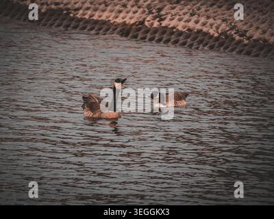 Due oche canadesi nuotano insieme nell'acqua ondulata del fiume lungo una sponda di cemento armato del canale durante una giornata tranquilla Foto Stock