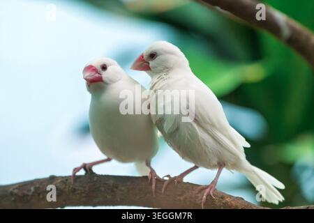 Munias (Java Sparrows) dai rumpi bianchi al Play Foto Stock