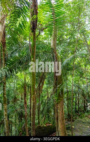 Torreggianti palme piene di vibrante vegetazione creano un'atmosfera densa nella foresta pluviale colombiana. Foto Stock