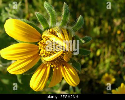 Macro prospettiva laterale di un rustico bocciolo di fiori selvatici giallo che svela i suoi petali durante le prime fasi della fioritura. Foto Stock
