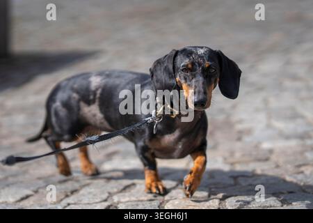 Dachshund di dapple nero e abbronzato in piedi su una strada acciottolata in una luce soffusa del sole. Il piccolo dachshund esplorò la città. Foto Stock