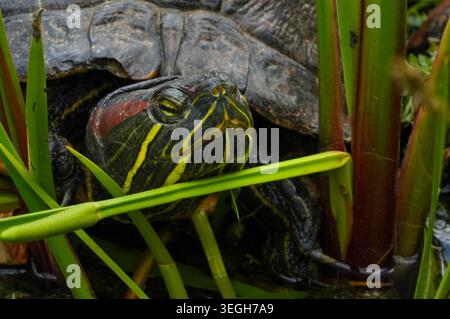 Tartaruga dalle orecchie rosse (Trachemys scripta elegans) Foto Stock