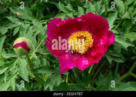 Fiore di peonia rossa in giardino su uno sfondo di foglie verdi. Ape su un fiore. Fiore rosso Foto Stock