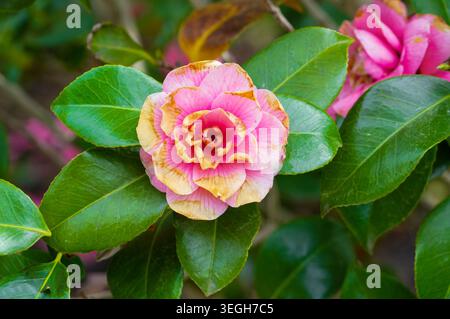 Fiore di camelia in fiore nel giardino, foto di scorta. Fiori da vicino. Foto Stock