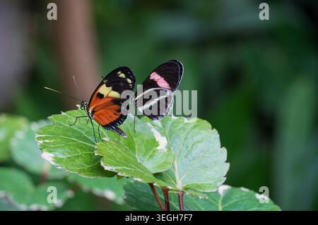 Due farfalle su una grande foglia. Farfalle in natura. Foto Stock