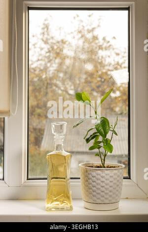 Un decanter in vetro vintage pieno di liquido ambrato si trova accanto a una pianta in vaso verde su un davanzale luminoso. Foto Stock