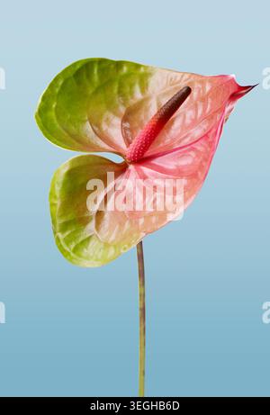 Anthurium andraeanum fiore di fenicottero con toni rosa, arancio e verde isolati su uno sfondo chiaro. Piante esotiche tropicali con cuore lucido Foto Stock