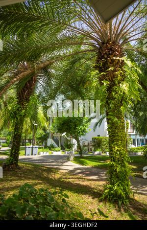 Splendida vista panoramica di alte palme esotiche da dattero con foglie verdi lussureggianti che crescono lungo un sentiero nel cortile di un hotel boutique. Foto Stock