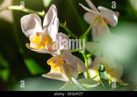 Vista ravvicinata di eleganti petali di orchidea bianca con vivaci centri gialli, illuminati da una luce solare delicata che filtra attraverso un lussureggiante fogliame verde Foto Stock