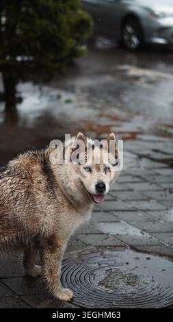 Primo piano di un cane husky soffice e bagnato con gli occhi blu che si trova su una strada bagnata della città Foto Stock