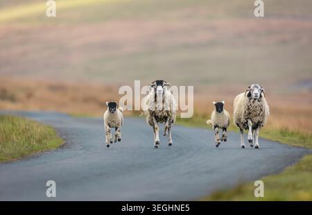 Due pecore Swaledale e i loro giovani agnelli che corrono lungo una tranquilla strada rurale a Swaledale, Yorkshire Dales, a Springtime. Tradizionale altopiano britannico lei Foto Stock