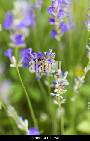 Api che impollina fiori di lavanda in fiore nel giardino estivo. Morbido sfondo floreale viola con profondità di campo ridotta. Foto Stock