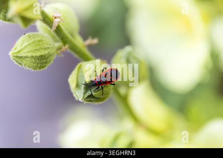 Macro primo piano di un insetto rosso e nero che poggia su uno stelo verde con luce naturale estiva. Foto Stock