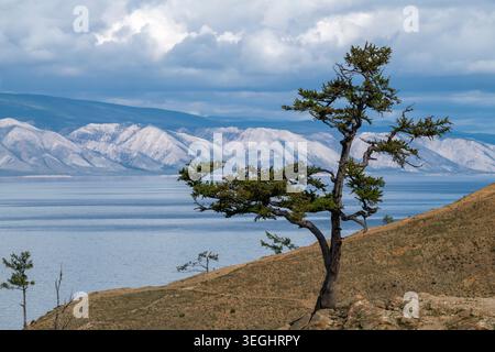 Un vecchio albero sulla riva del lago Baikal. Capo Burkhan, Olkhon, Russia Foto Stock