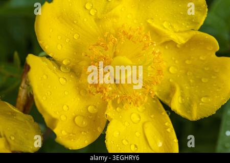 Fiore giallo brillante ricoperto di gocce d'acqua fresche in una luce naturale soffusa. Macrofotografia botanica dettagliata. Foto Stock