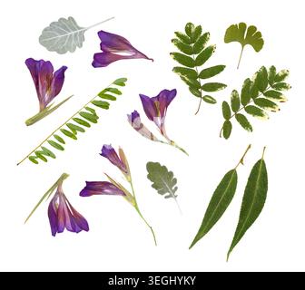 La collezione di erbari presenta una scansione di alta qualità dei fiori di gladiolo viola secchi pressati e diverse foglie verdi. Disposizione orizzontale botanica attivata Foto Stock