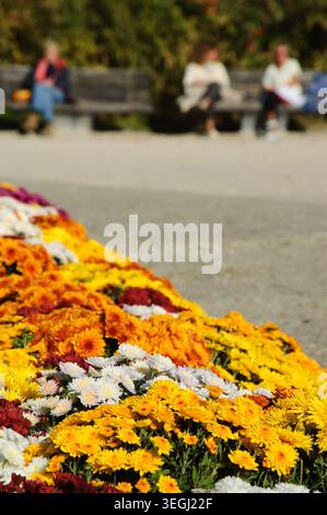 Colorate aiuole di crisantemi nel parco parigino. Attenzione selettiva ai fiori bianchi e alle persone sfocate sedute sulla panchina sullo sfondo. Foto Stock