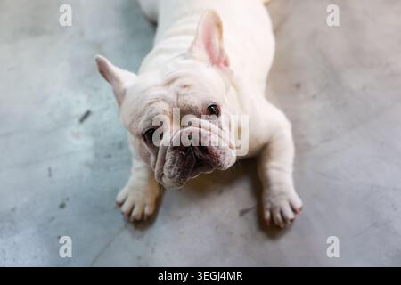 Simpatico cucciolo di bulldog francese bianco disteso su un pavimento liscio di cemento che guarda in alto con un'adorabile innocente espressione emotiva felice e rilassante all'interno Foto Stock