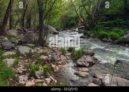 Un tranquillo ruscello scorre sopra le rocce in un vibrante ambiente forestale, circondato da vegetazione lussureggiante e alberi, creando una tranquilla scena naturale. Foto Stock