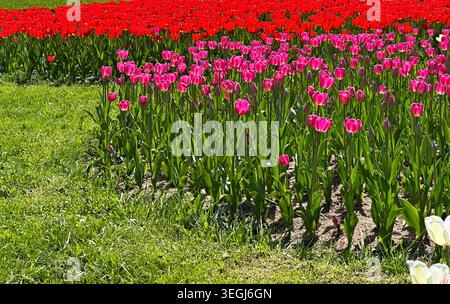 Vivace campo di tulipani rossi e rosa in fiore sotto cieli azzurri Foto Stock
