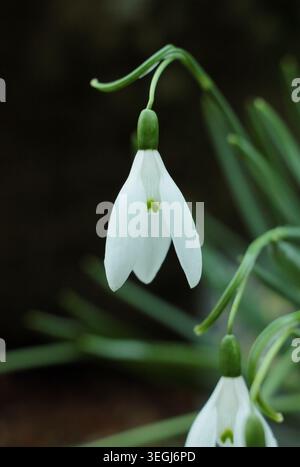 Galanthus elwesii "Epifania", una goccia di neve gigante, primo piano di questa goccia di neve in fiore, raramente vista. REGNO UNITO Foto Stock