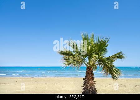 Larnaca, Cipro. 6 maggio 2026. vista panoramica delle palme sulla spiaggia nel centro della città Foto Stock