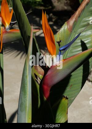 Esotico uccello del paradiso fiore dai colori vivaci e dalla forma suggestiva in un giardino mediterraneo. Strelitzia reginae. Foto Stock