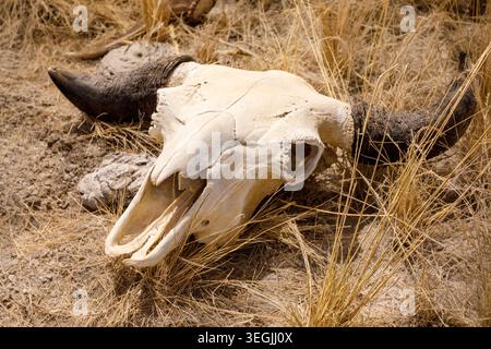 Cranio bisonte, National Bison Range, Dixon, Montana, Stati Uniti Foto Stock