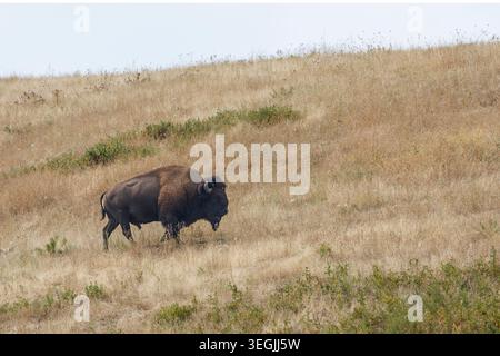 Plains Bison, National Bison Range, Dixon, Montana, Stati Uniti Foto Stock