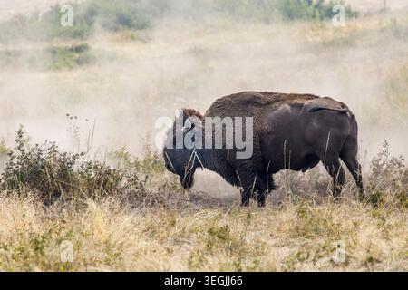 Plains Bison, National Bison Range, Dixon, Montana, Stati Uniti Foto Stock