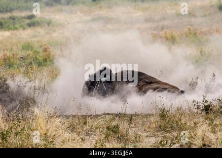 Plains Bison che fa un bagno di polvere, National Bison Range, Dixon, Montana, Stati Uniti Foto Stock
