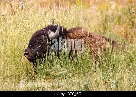 Plains Bison, National Bison Range, Dixon, Montana, Stati Uniti Foto Stock