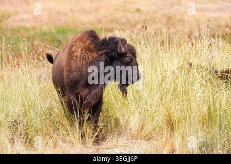 Plains Bison, National Bison Range, Dixon, Montana, Stati Uniti Foto Stock