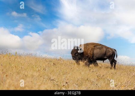 Plains Bison, National Bison Range, Dixon, Montana, Stati Uniti Foto Stock