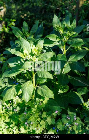 Deadly Nightshade, Atropa belladonna, pianta velenosa, Oxfordshire, Regno Unito Foto Stock