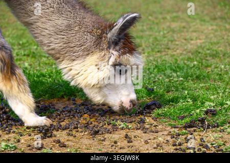 alpaca giovane con cappotto marrone chiaro e bianco in vista ravvicinata, testa abbassata all'erba con pellet di concime visibili, pascolo all'aperto con cameli Foto Stock