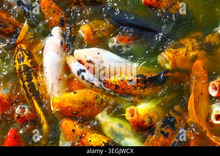 pesci koi con vivaci motivi arancio, bianco e giallo che nuotano nell'acqua dello stagno, carpa ornamentale di alta qualità per il contenuto di stock acquatico e giardino molto richiesto Foto Stock
