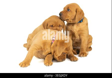 Cuccioli Fox Red Labrador Foto Stock