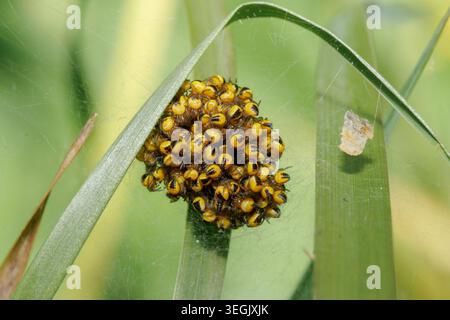 Palla di ragni appena nati del ragno europeo del giardino, Araneus diadematus. Sussex, Regno Unito Foto Stock