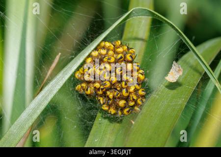 Palla di ragni appena nati del ragno europeo del giardino, Araneus diadematus. Sussex, Regno Unito Foto Stock