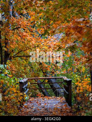 Passerella in legno su un sentiero forestale autunnale a Saulkrasti, Lettonia Foto Stock