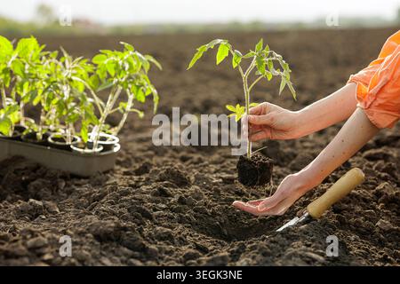 Un giardiniere pianta con cura una piantina di pomodoro in un terreno ricco, mostrando il processo di allevamento delle piante in un ambiente agricolo. Foto Stock