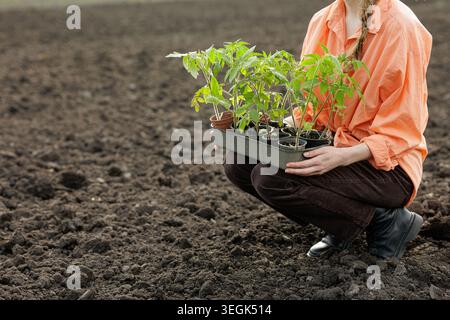 Un giardiniere accovacciato in terreno appena lavorato, tenendo in mano un vassoio di piantine di pomodoro giovani, pronte per essere piantate in un'azienda agricola privata. Foto Stock