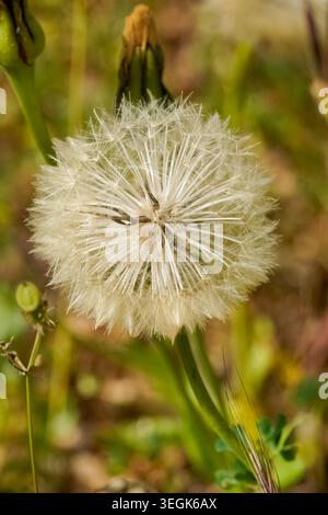 Primo piano della testa di seme di dente di leone, dettagliato macro di soffice fiore di leone in Valle d'Itria. Foto Stock