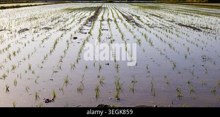 Piantine fresche di riso verde piantate in un campo agricolo allagato sotto la luce naturale. Tradizionale paesaggio agricolo asiatico Foto Stock