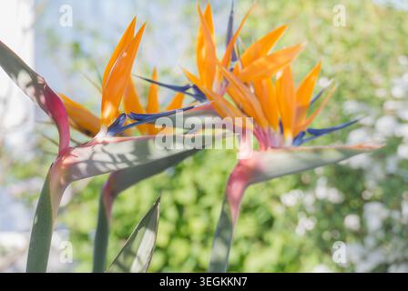 Primo piano di fiori arancioni vibranti e azzurri di uccelli paradisiaci con foglie verdi e un delicato sfondo di messa a fuoco in una giornata di sole Foto Stock